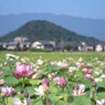 蓮の花