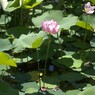 蓮の花