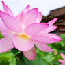 蓮の花