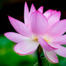 蓮の花