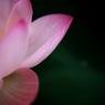 蓮2