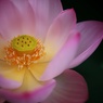蓮3
