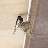 巣立ったツバメや親鳥たちのその後。