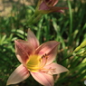 花弁3