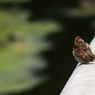 ふたり。