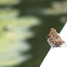 ずっといっしょ。