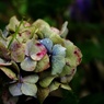 終わり紫陽花にカマキリ