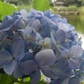 アジサイの花と橋のある池（7月11日）