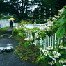 写真句：卯の花の道