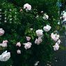 写真歌：道端の花２