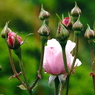 写真句：道端の花３