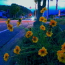 写真句：道端の花５：夕散歩１
