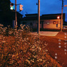 写真句：道端の花６：夕散歩２