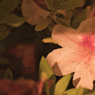 標本室の花