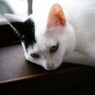 寝起き　ポワちゃん