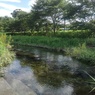 小川（7月19日）