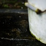 アマモリのバケツ