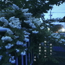 写真句：道端の花７：夕散歩４