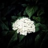 紫陽花 2025