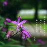 写真長歌：道端の花10：紫蘭