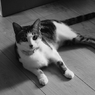 なでなでして欲しい　ノアちゃん