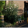 「夏の朝」小江戸川越散歩646