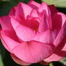 蓮の花