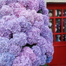 紫陽花の家