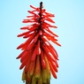 orange and Yellow