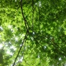 烏ヶ森公園の丘のモミジの葉（6月21日）