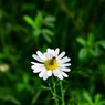 花と蜜
