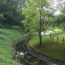 川崎城跡の小川（7月6日）