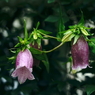 写真句：道端の花11：蛍袋