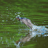 ツバメ　水浴び風景