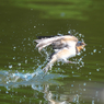 ツバメ　水浴び風景
