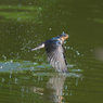 ツバメ　水浴び風景