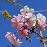 自宅の河津桜