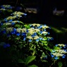 紫陽花　2025