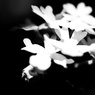 華