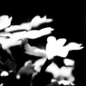 華2