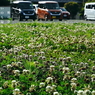 写真句：野のいのち２：白詰め草