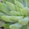 多肉植物の葉