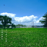 写真句：野のいのち３：白詰め草２