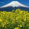 キガラシと富士山