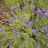 photo_1310106