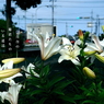 写真歌：道端の花12：白百合