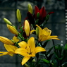 写真歌：道端の花13：黄百合
