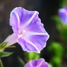 塀際の華