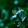 写真句：道端の花14：どくだみの花