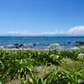 花と空と海
